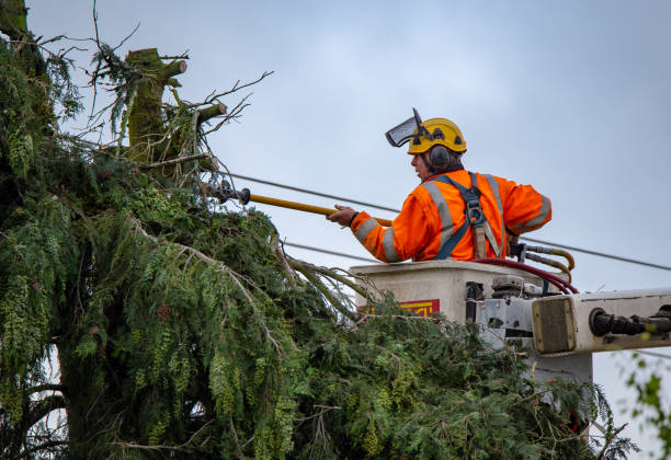 Best Tree Preservation Services  in Woodward, OK